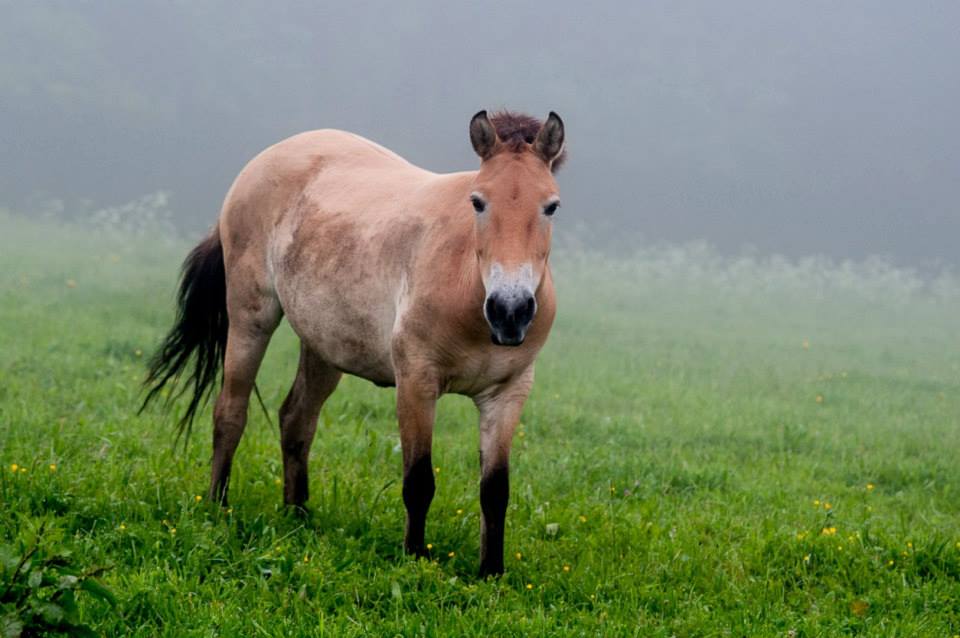 Česká Sibiř je skvělou průpravou před cestou zpět do mongolských stepí. Foto © Petr Jan Juračka